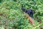 Alaska. Black bear sow with cubs approaches creek, Anan Bear Observatory, Tongass National Forest. Art Print